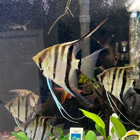 papilla fish|FINARAMA: Pterophyllum Angelfish .
